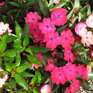 Chậu cây mai dạ thảo hồng lá đỏ