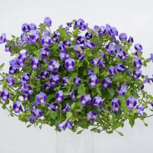 Gói 10 hạt giống hoa mắt nai