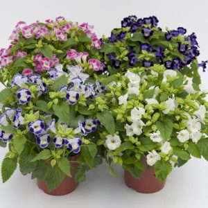 Gói 10 hạt giống hoa mắt nai