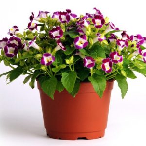 Gói 10 hạt giống hoa mắt nai