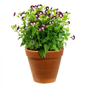 Gói 10 hạt giống hoa mắt nai