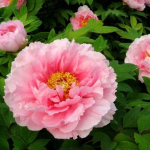 Gói 5 Hạt Giống Hoa Mẫu Đơn Nhiều Màu- NanuSeeds