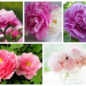 Gói 5 Hạt Giống Hoa Mẫu Đơn Nhiều Màu- NanuSeeds