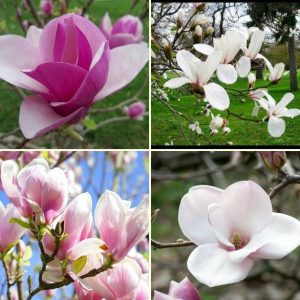 Gói 5 hạt giống hoa mộc lan - Nanuseeds