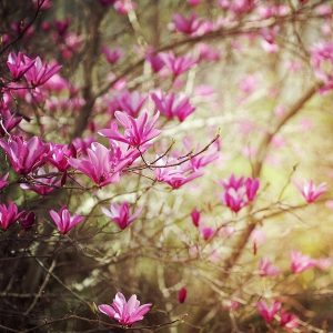 Gói 5 hạt giống hoa mộc lan - Nanuseeds