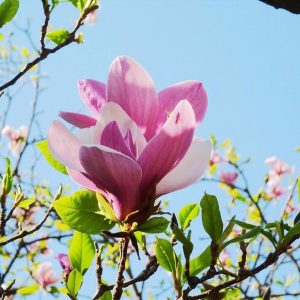 Gói 5 hạt giống hoa mộc lan - Nanuseeds