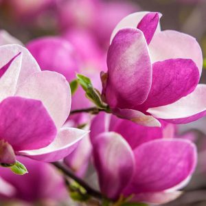 Gói 5 hạt giống hoa mộc lan - Nanuseeds