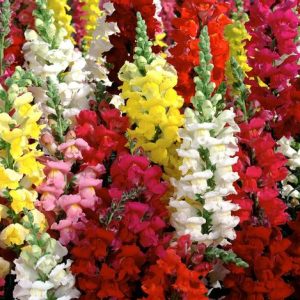 Gói 100 hạt giống hoa mõm sói nhiều màu