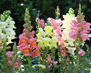 Gói 100 hạt giống hoa mõm sói nhiều màu