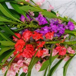 Gói 50 Hạt Giống Hoa Móng Tay Nhiều Màu