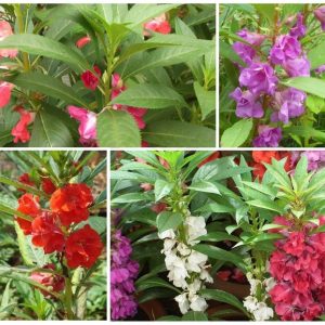 Gói 50 Hạt Giống Hoa Móng Tay Nhiều Màu