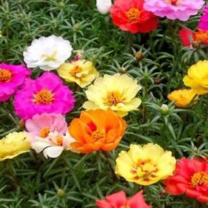 Chậu cây giống hoa Mười Giờ (10h) Thái kép mix đủ 10 màu trồng ổn định