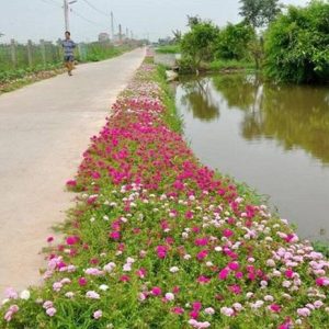 Gói 100 Hạt Giống Hoa Mười Giờ Nhiều Màu - Nanuseeds