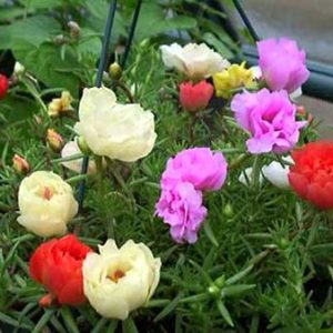 1kg Cành giống hoa Mười Giờ (10h) Thái kép mix đủ 10 màu