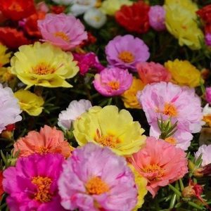 Chậu cây giống hoa Mười Giờ (10h) Thái kép mix đủ 10 màu trồng ổn định