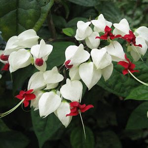 [Cây giống hoa]  Ngọc Nữ Trắng - Dây Ngọc Nữ -Clerodendron thomsonae - CayGiongTot