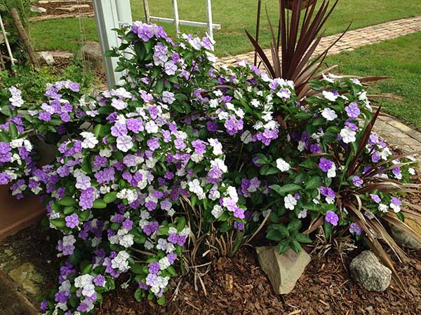 Chậu cây hoa Nhài (Lài) Nhật trưởng thành tán sum ra hoa quanh năm - hoa chuyển từ màu tím sang hồng và trắng