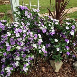 Chậu cây hoa Nhài (Lài) Nhật trưởng thành tán sum ra hoa quanh năm - hoa chuyển từ màu tím sang hồng và trắng