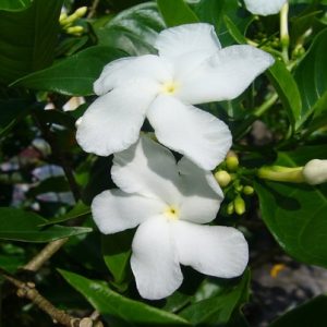 [Cây giống hoa] Lài Tây (Nhài Tây) - CayGiongTot