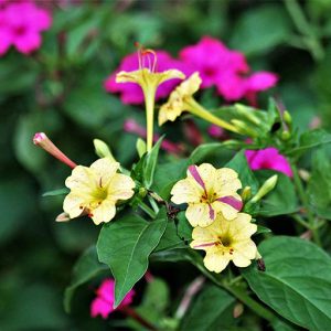 Gói 1GR hạt giống hoa Bông Phấn Nhiều Màu