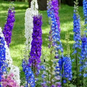 Gói 50 Hạt Giống Hoa Phi Yến Nhiều Màu - Nanuseeds