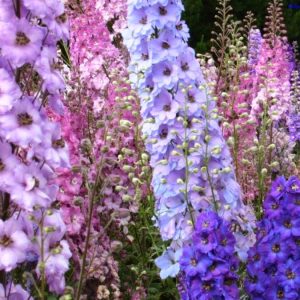 Gói 50 Hạt Giống Hoa Phi Yến Nhiều Màu - Nanuseeds