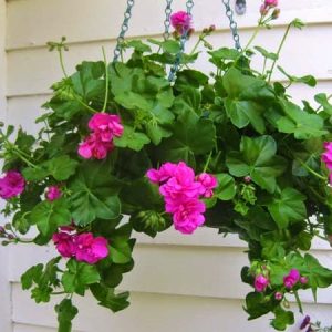 [Cây giống cấy mô] Combo 10 cây giống Hoa Phong Lữ Thảo Rũ màu hồng - hoa thơm quyến rũ và bền hoa tới 2 tuần