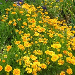 Gói 0.5GR hạt giống hoa Phòng Phòng Vàng