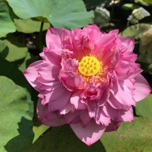 Gói 5 hạt giống sen bách diệp - sen quan âm màu TRẮNG