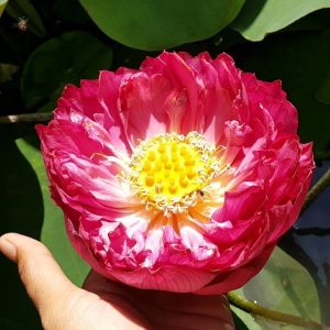 Gói 5 hạt giống sen bách diệp - sen quan âm màu đỏ