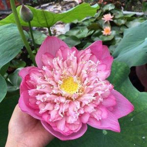 Gói 5 hạt giống sen bách diệp - sen quan âm màu HỒNG