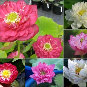 Gói 5 hạt giống sen bách diệp - sen quan âm mix 5 màu: đỏ, tím, vàng, trắng, hồng