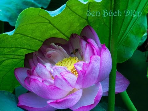 Gói 5 hạt giống sen bách diệp - sen quan âm mix 5 màu: đỏ, tím, vàng, trắng, hồng