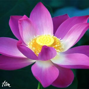 Gói 5 hạt giống sen bách diệp - sen quan âm màu đỏ