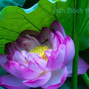 Gói 5 hạt giống sen bách diệp - sen quan âm màu TRẮNG