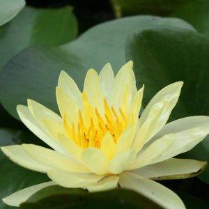 Gói 5 hạt giống sen bách diệp - sen quan âm màu TRẮNG