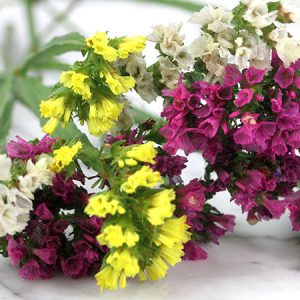 Gói 50 Hạt Giống Hoa Salem Nhiều Màu - Nanuseeds