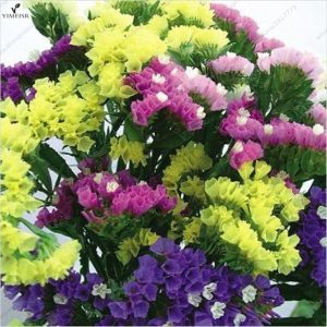 Gói 50 Hạt Giống Hoa Salem Nhiều Màu - Nanuseeds