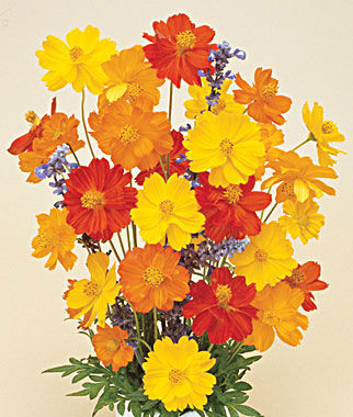 Gói 30 Hạt Giống Hoa Sao Nháy Nhiều Màu Vàng - Cam - Gold - Nanuseeds