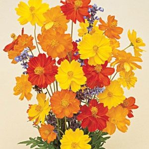 Gói 30 Hạt Giống Hoa Sao Nháy Nhiều Màu Vàng - Cam - Gold - Nanuseeds