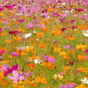 Gói 30 Hạt Giống Hoa Sao Nháy Nhiều Màu Đỏ - Hồng - Trắng- NanuSeeds