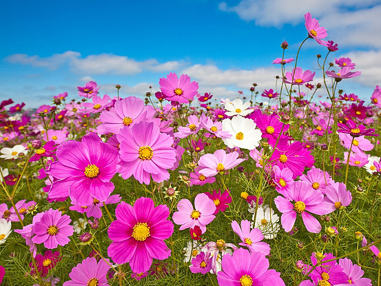 Gói 30 Hạt Giống Hoa Sao Nháy Nhiều Màu Đỏ - Hồng - Trắng- NanuSeeds