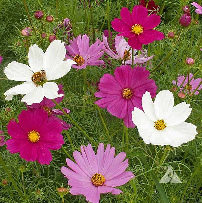 Gói 30 Hạt Giống Hoa Sao Nháy Nhiều Màu Đỏ - Hồng - Trắng- NanuSeeds