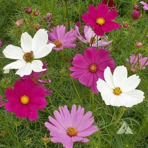 Gói 30 Hạt Giống Hoa Sao Nháy Nhiều Màu Đỏ - Hồng - Trắng- NanuSeeds