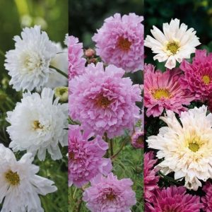 Gói 0.2GR hạt giống hoa Sao Tím Kép Nhiều Màu