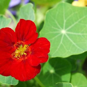 Gói 1GR hạt giống hoa Sen Cạn Nhiều Màu (Dây leo)