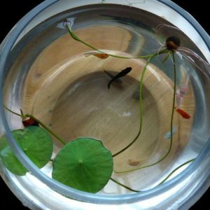 Gói 5 hạt giống sen mini Nhật màu TRẮNG PHỚT HỒNG