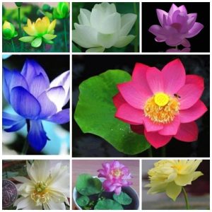 Gói 5 hạt giống sen mini Nhật màu HỒNG NHẠT