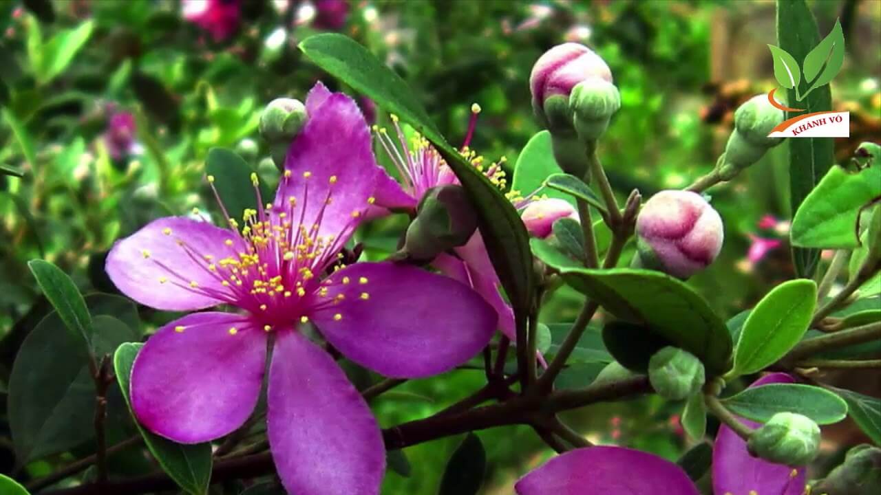 Chậu cây giống hoa Mua Thái (hoa sim Thái) cao 30-40cm đang hoa nhiều nụ - cây cho hoa Tím lịm quanh năm, cực dễ trồng