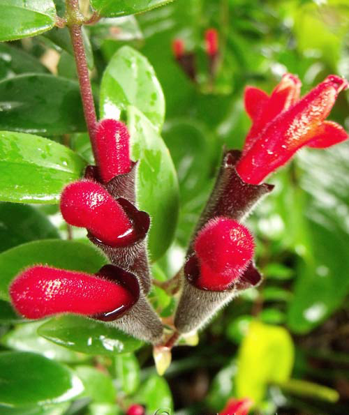 hoa-son-moi-1a-1 Chậu cây giống hoa lan son môi đỏ kèm chậu treo như hình - Lipstick Plant - Aeschynanthus lobbiana